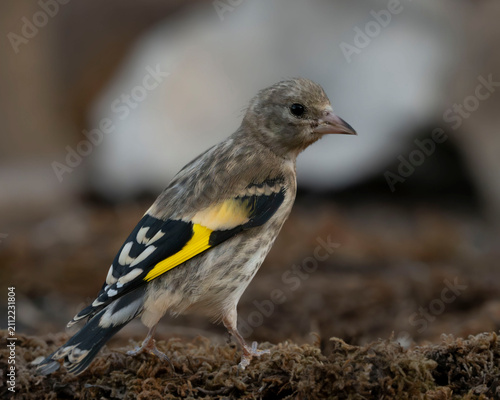 Jilguero joven (Carduelis carduelis) de perfil sobre musgo, con cuerpo pardo moteado sin madurar y una llamativa franja amarilla en sus alas oscuras que anticipa su plumaje adulto.