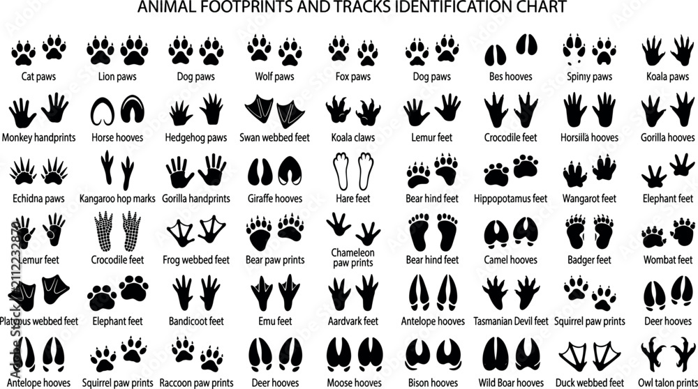 Fototapeta premium Animal footprints and tracks identification chart set vector illustration isolated on white background for educational design