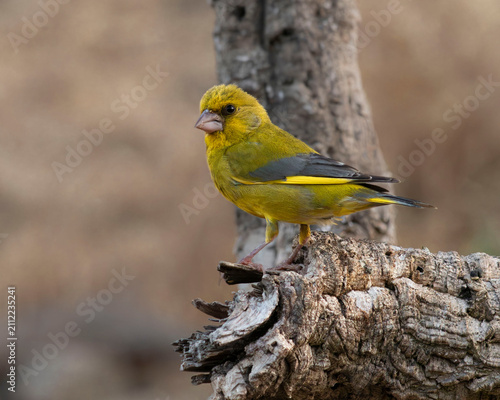 Foto Un verderón común (Chloris chloris) macho posado de perfil sobre un tronco rugoso, luciendo su denso plumaje de tonos verde oliva y amarillo brillante en el borde del ala y la cola