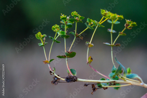 Фотография Euphorbia peplus plant commonly known as petty spurge or radium weed