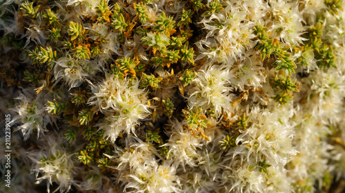 Obraz na płótnie Close up view of Paronychia kurdica plant featuring white papery bracts and smal