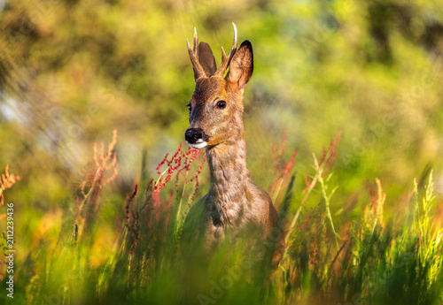 Canvas Print Roe deer, capreolus capreolus, forages and looks around the misty meadow in the early morning