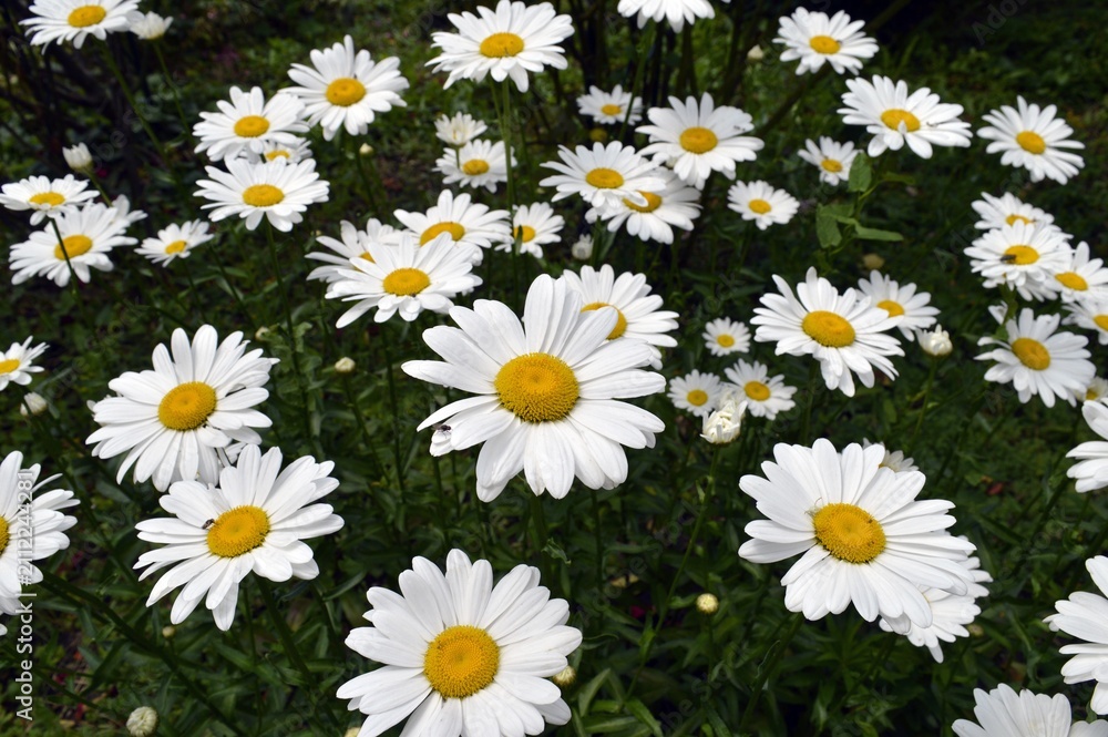 Fototapeta premium Lots of white daisies with yellow hearts during the day