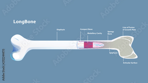 Long Bone Anatomy Medical Illustration with Labeled Bone Structure