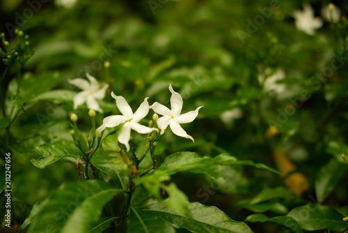 фотографія Pinwheel Flower Crape Jasmine Tabernaemontana Divaricata Blooming in Lush Garden