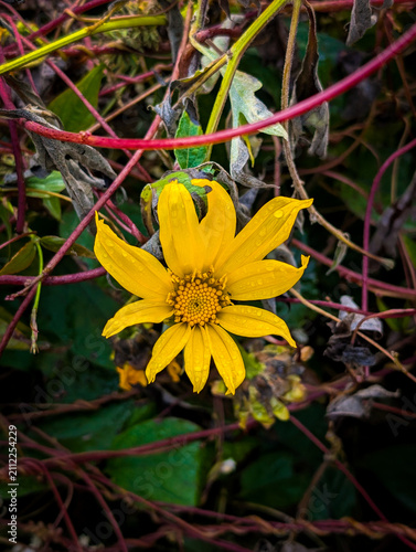 Close‑up of yellow Mexican sunflower (Tithonia diversifolia) wildflower with water droplets among red vines and dark leaves in garden Uttarakhand India.