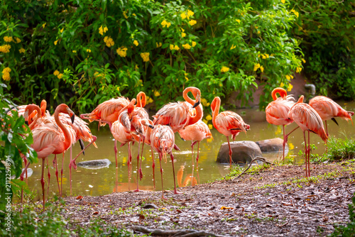 Photography Pink flamingos stroll along the coast
