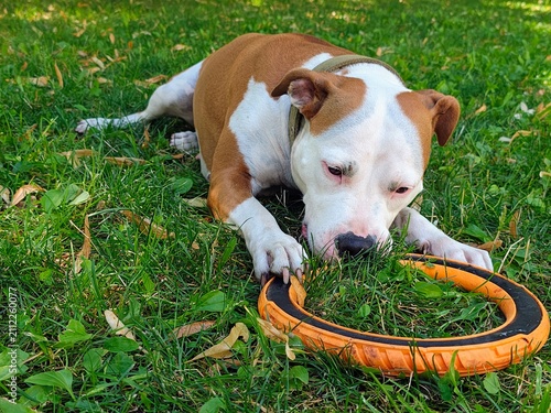 Playful American Staffordshire Terrier lying on grass with orange puller toy in summer park
