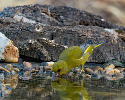 Canvastavla Un verderón común (Chloris chloris) bebiendo agua de perfil en una charca pedregosa, mostrando su reflejo cristalino, su plumaje verde oliva y la llamativa marca amarilla de su cola