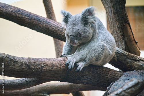 Canvas Print Grey koala bear walking over wooden tree branch, photo from zoo