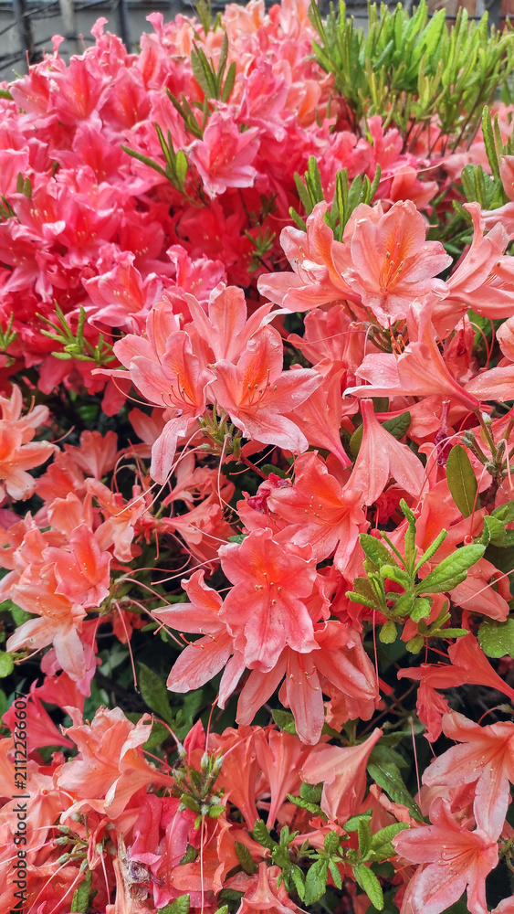 Fototapeta premium Beautiful blooming rhododendron flowers in pink coral colors. Spring garden flowers with green leaves. Vibrant floral background. Mobile phone photography.