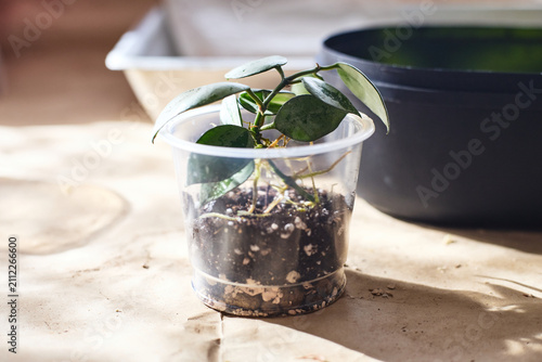 Young Hoya Mathilda Silver cutting planted in transparent plastic cup with soil. Indoor plant propagation and rooting process on craft paper background with natural lighting.