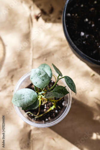 Young Hoya Mathilda Silver cutting planted in transparent plastic cup with soil. Indoor plant propagation and rooting process on craft paper background with natural lighting.