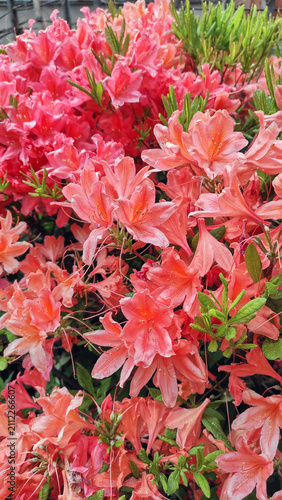 Beautiful blooming rhododendron flowers in pink coral colors. Spring garden flowers with green leaves. Vibrant floral background. Mobile phone photography.