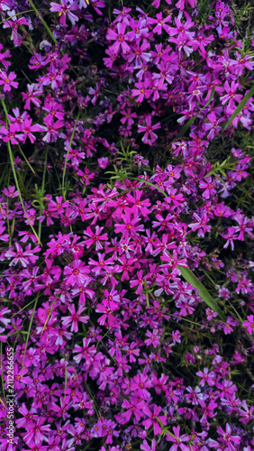 Colorful blooming phlox subulata moss pink ground cover flowers in pink white and purple. Spring garden carpet. Mobile phone photography. Vibrant floral texture background.