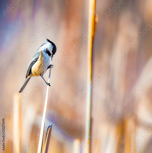 Obraz na plátně Black-capped Chickadee among reeds with soft golden background