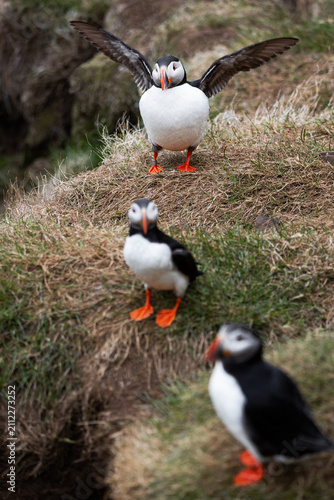Obraz na plátně Puffins (Fratercula arctica) frolic on grassy hillsides in a lively display of n