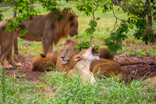 Photography A close-up of a lion and lioness against a backdrop of green grass