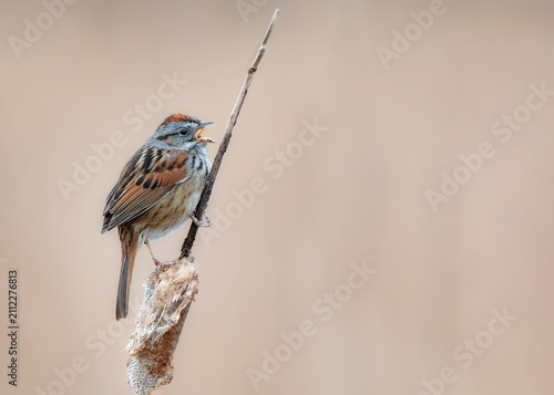 Fotografie Swamp Sparrow resting on dried cattail against soft natural background