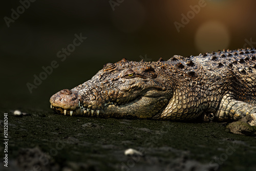Canvas Print The saltwater crocodile is a crocodilian native to saltwater habitats, brackish wetlands and freshwater rivers from India's east coast across Southeast Asia and the Sundaland to northern Australia