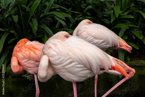 closeup of a group of three flamingos sleeping in an ornamental garden
