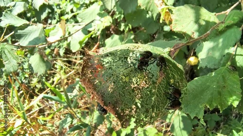 Japanese Beetle infestation, insects on hazel tree