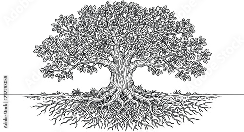 Bild auf Leinwand Oak tree with sprawling roots and acorn canopy in line art style
