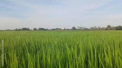 Green Rice Field Moving Gently in the Wind