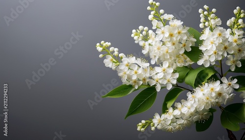The Flowers Are White Bird Cherry On A Gray Background