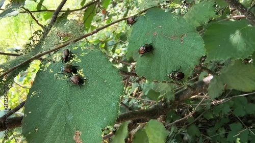 Japanese Beetle infestation, insects on hazel tree