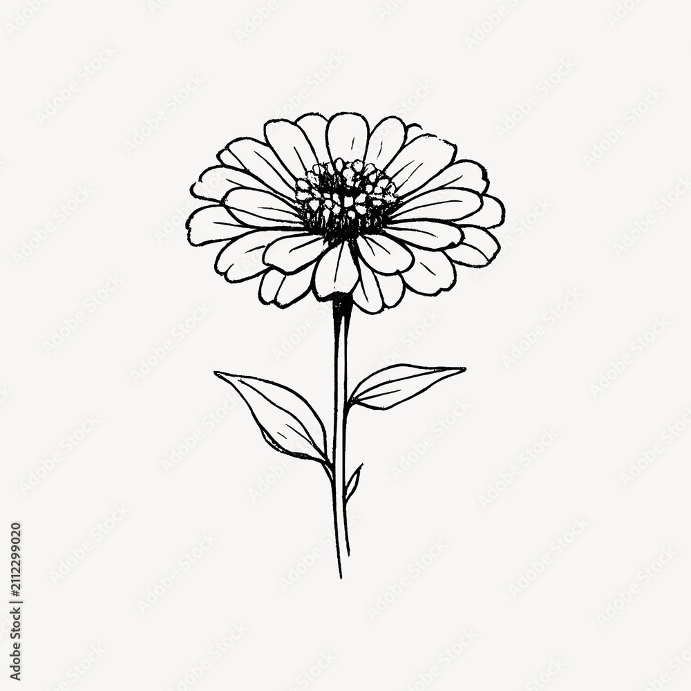 Obraz premium Elegant floral line art illustration.