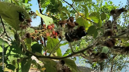 Japanese Beetle infestation, insects Mating in summer time