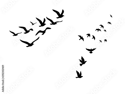 Fotografía Flying birds silhouette collection, black migratory bird flock in flight, soarin