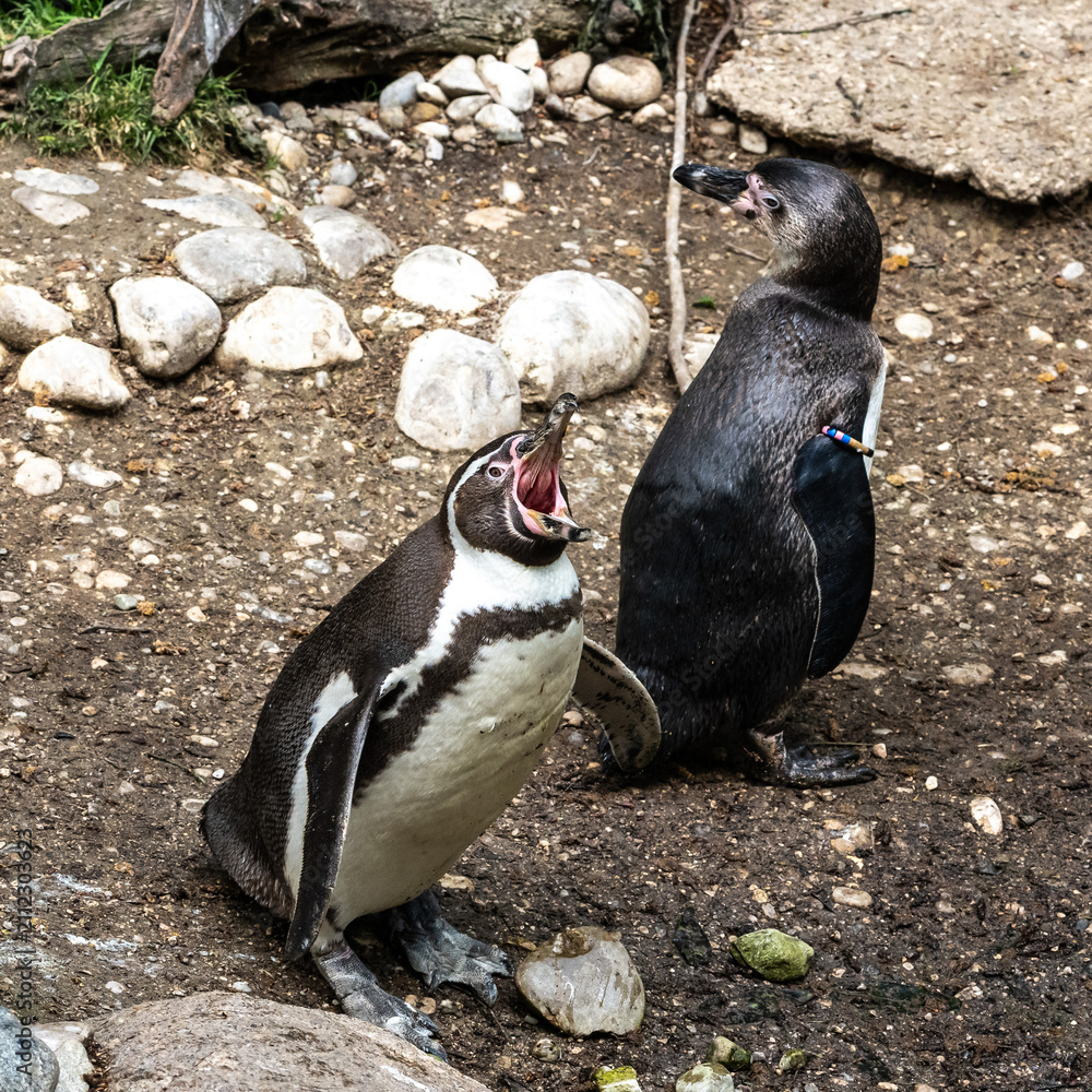 Fototapeta premium Humboldt Penguin, Spheniscus humboldti in a park