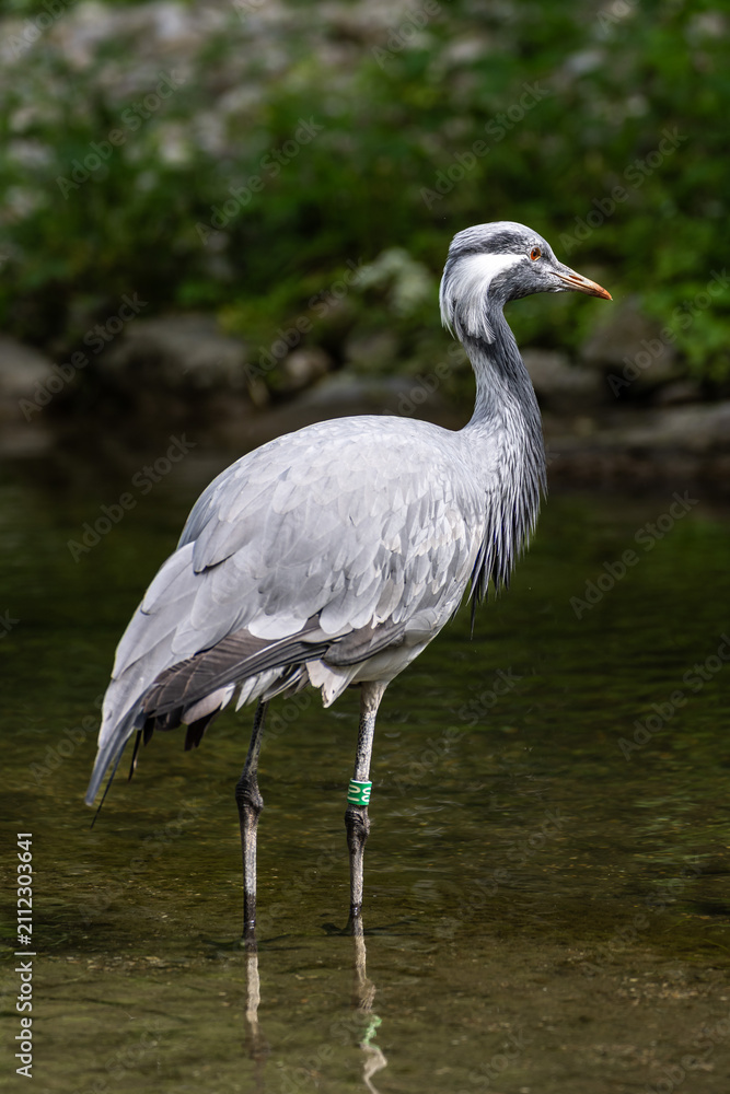 Obraz premium The Blue Crane, Grus paradisea, is an endangered bird