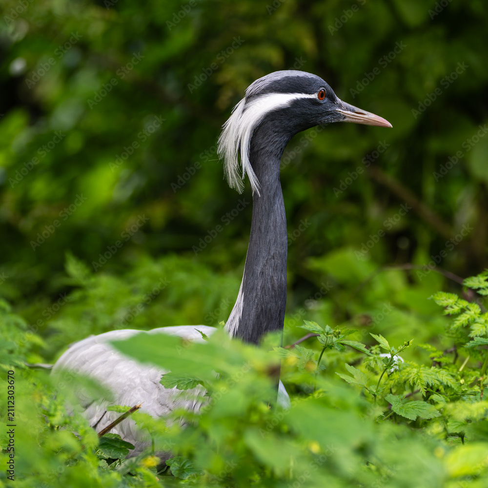Obraz premium Demoiselle Crane, Anthropoides virgo are living in the bright green meadow during the day time