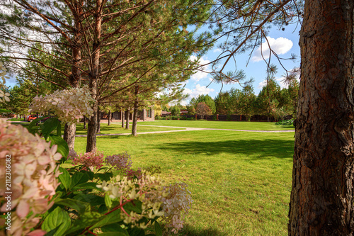 serene landscape features lush green lawn framed by tall pine trees, with delicate hydrangea blooms in foreground and clear blue sky dotted with fluffy clouds