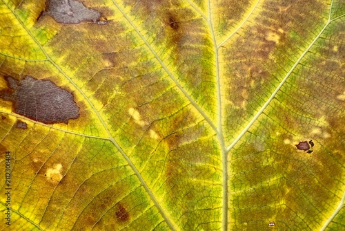 Macro shot of a yellow leaf showing intricate vein structure and natural decay. Sunlight highlights the detailed botanical texture and organic pattern of the aging tropical foliage.