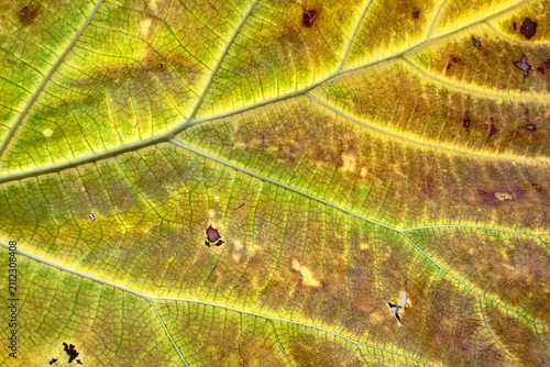 Macro shot of a yellow leaf showing intricate vein structure and natural decay. Sunlight highlights the detailed botanical texture and organic pattern of the aging tropical foliage.
