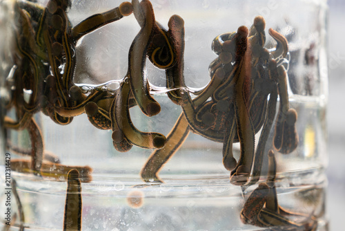 Canvastavla Macro extreme close up of live medicinal leeches inside a glass container for hi