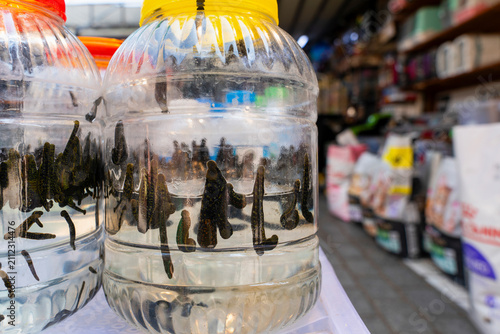 Fotografía Close up view of medicinal leeches kept in plastic water jars for hirudotherapy