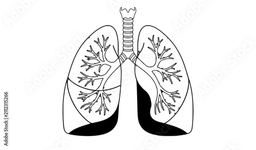 Canvas Print Detailed Human Lung Anatomy Vector with Trachea Isolated on White Background