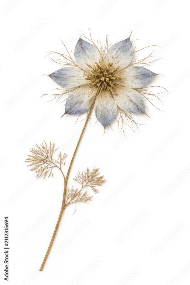 Obraz premium Delicate dried flower with intricate petals and fine, wispy leaves.
