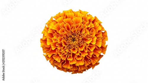 Close up of a single golden orange marigold flower head isolated on a white background, ideal for floral design, festive decorations, religious offerings, and traditional Indian cultural events.