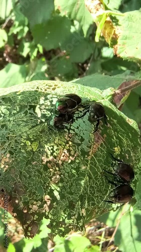 Japanese Beetle infestation, insects on hazel tree