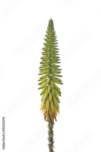 Bild auf Leinwand Una toma de cerca de una flor de aloe en un fondo transparente