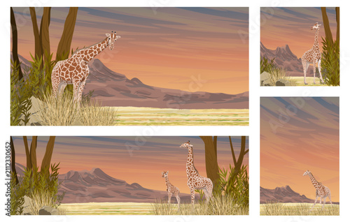 Vibrant vector illustration set of African savanna safari landscapes featuring beautiful single giraffes and a family with a calf at sunset