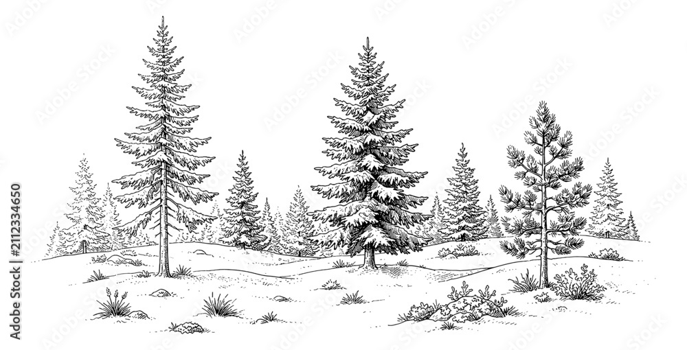 Obraz premium Serene winter forest landscape with tall evergreen pine trees and snowy ground in detailed line art drawing