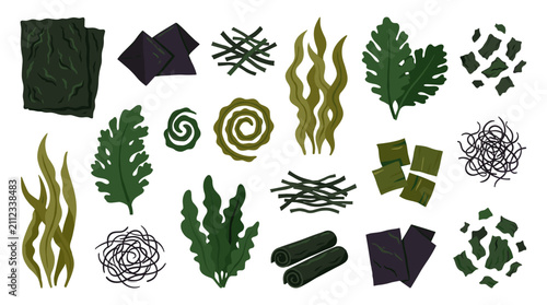 Set of various edible seaweed types, dried nori sheets, wakame, kombu, sea lettuce, nutritional oceanic greens, healthy marine food ingredients