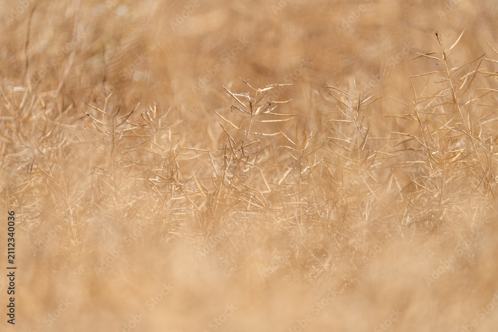 Obraz premium A golden dry rapeseed field in the sunlight, with a shallow depth of view.